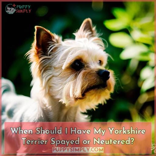 When Should I Have My Yorkshire Terrier Spayed or Neutered