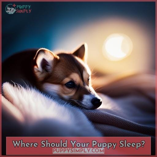 Where Should Your Puppy Sleep Where Should Your Puppy Sleep