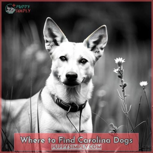 Where to Find Carolina Dogs