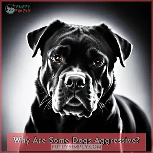 Why Are Some Dogs Aggressive
