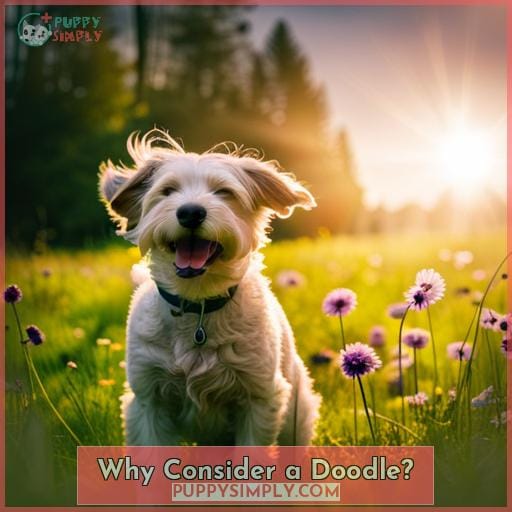 Why Consider a Doodle
