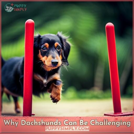 Why Dachshunds Can Be Challenging