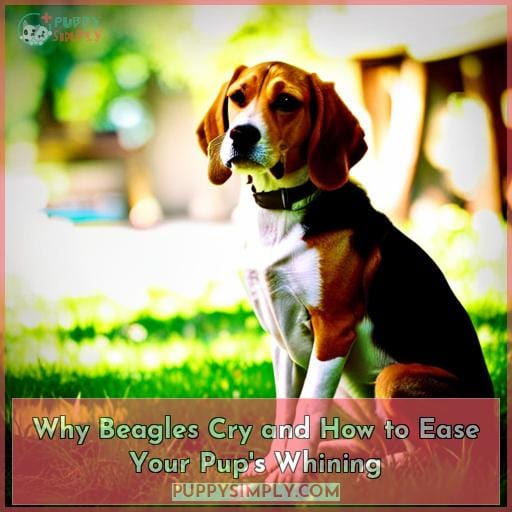Why Beagles Cry and How to Ease Your Pup's Whining
