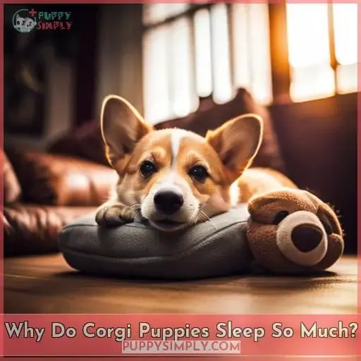 Why Do Corgi Puppies Sleep So Much
