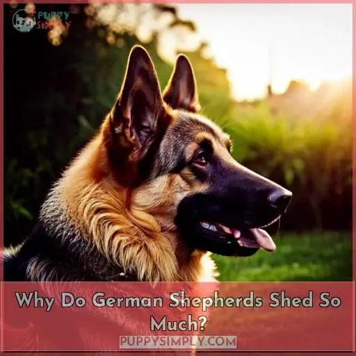 Why Do German Shepherds Shed So Much