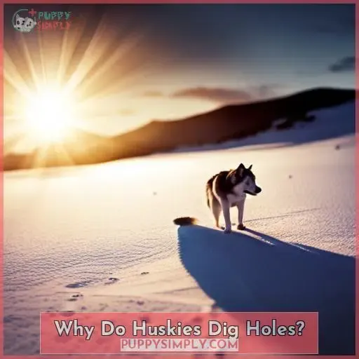 Why Do Huskies Dig Holes
