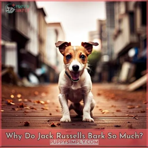 Why Do Jack Russells Bark So Much