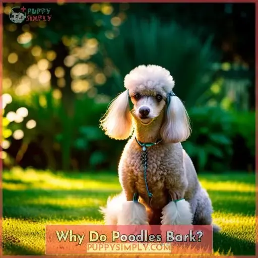 Why Do Poodles Bark