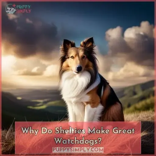Why Do Shelties Make Great Watchdogs