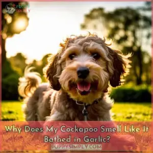 why does my cockapoo smell so bad