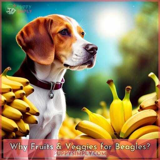 Why Fruits & Veggies for Beagles Why Fruits & Veggies for Beagles