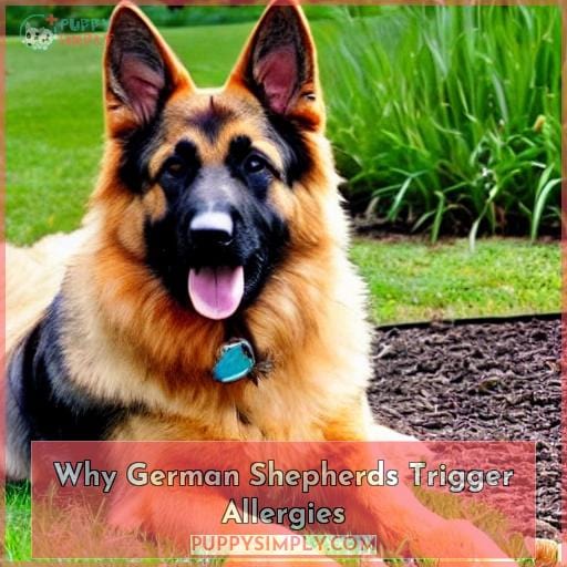 Why German Shepherds Trigger Allergies