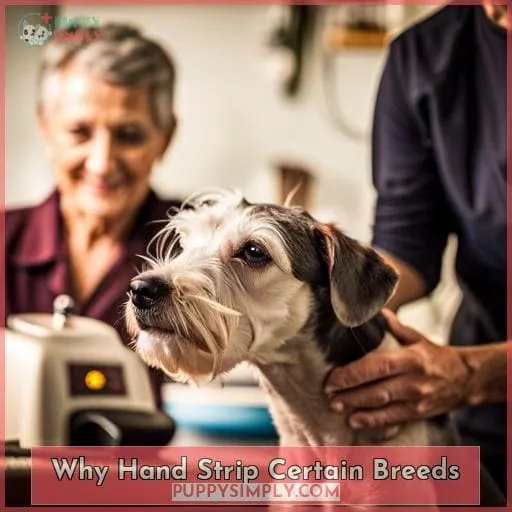 Why Hand Strip Certain Breeds
