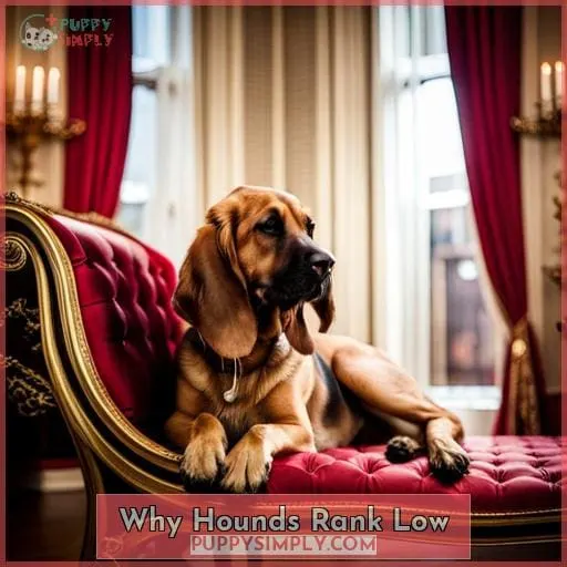 Why Hounds Rank Low