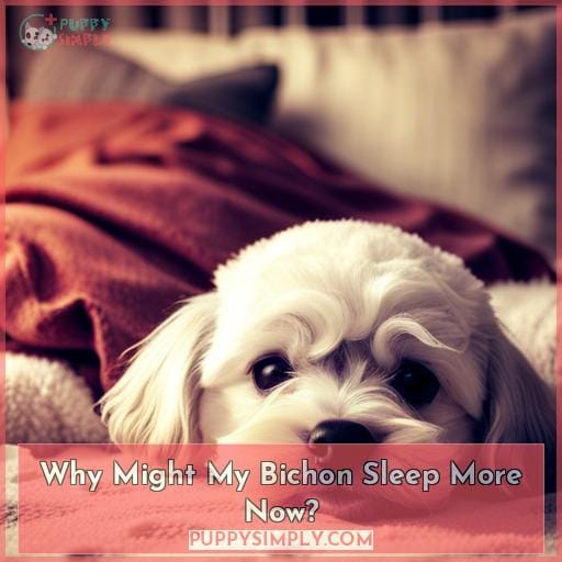 Why Might My Bichon Sleep More Now