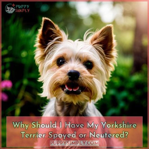 Why Should I Have My Yorkshire Terrier Spayed or Neutered
