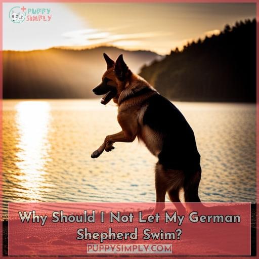 Why Should I Not Let My German Shepherd Swim