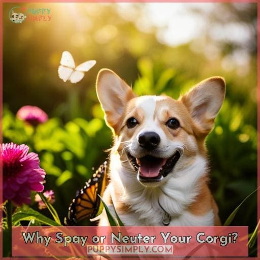 Why Spay or Neuter Your Corgi Why Spay or Neuter Your Corgi