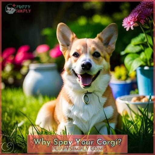 When Should You Spay Your Ideal Age and Health Benefits