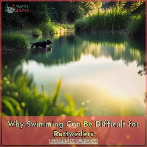Why Swimming Can Be Difficult for Rottweilers
