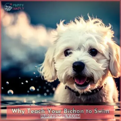 Why Teach Your Bichon to Swim
