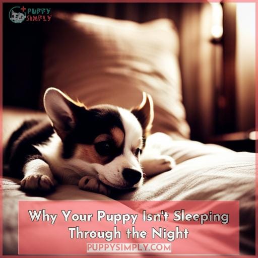Why Your Puppy Isn't Sleeping Through the Night Why Your Puppy Isn't Sleeping Through the Night