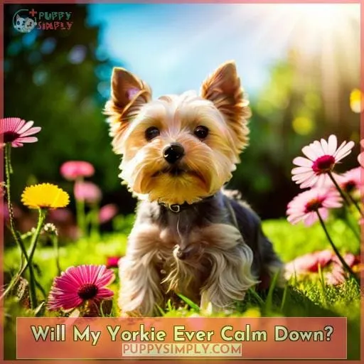 Will My Yorkie Ever Calm Down