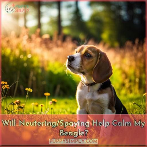 Will Neutering/Spaying Help Calm My Beagle