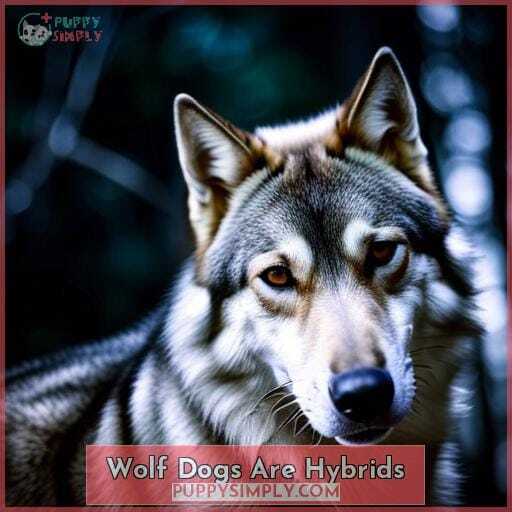 Wolf Dogs Are Hybrids Wolf Dogs Are Hybrids