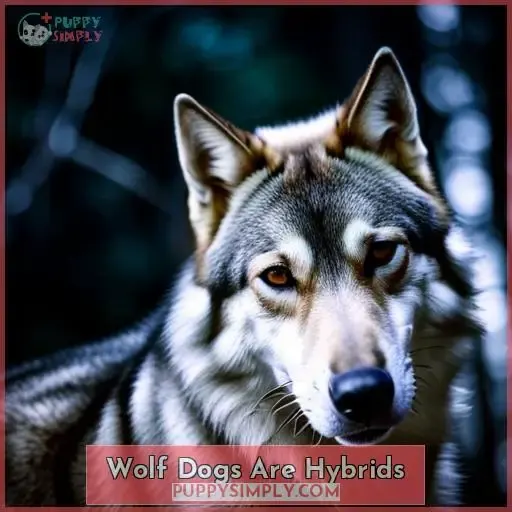 Wolf Dogs Are Hybrids