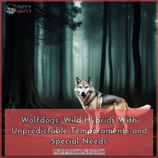 wolfdogs facts wolfdogs facts