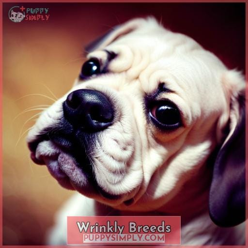 Wrinkly Breeds