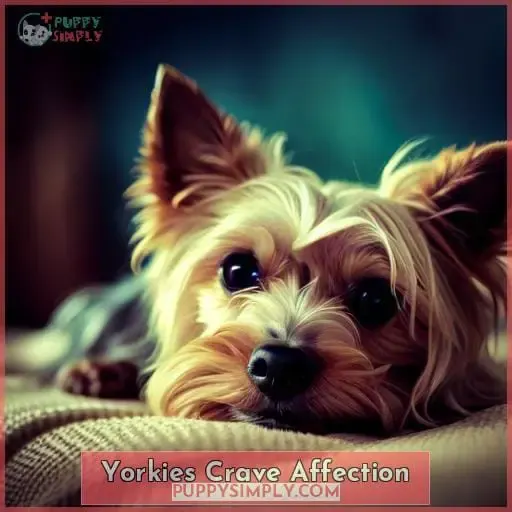 Yorkies Crave Affection