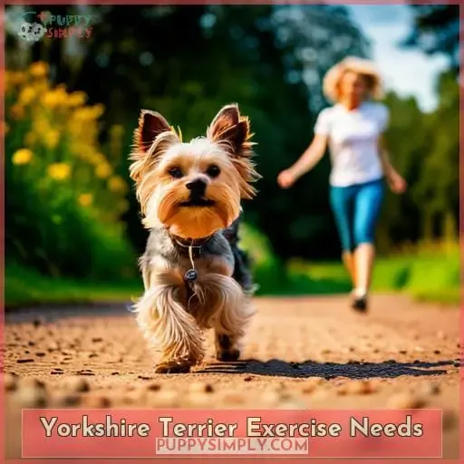 Yorkshire Terrier Exercise Needs