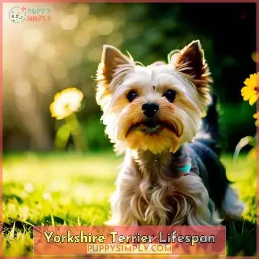 Yorkshire Terrier Lifespan