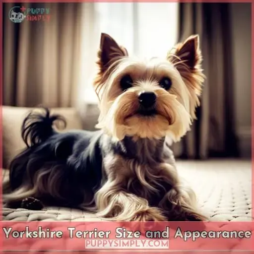 Yorkshire Terrier Size and Appearance