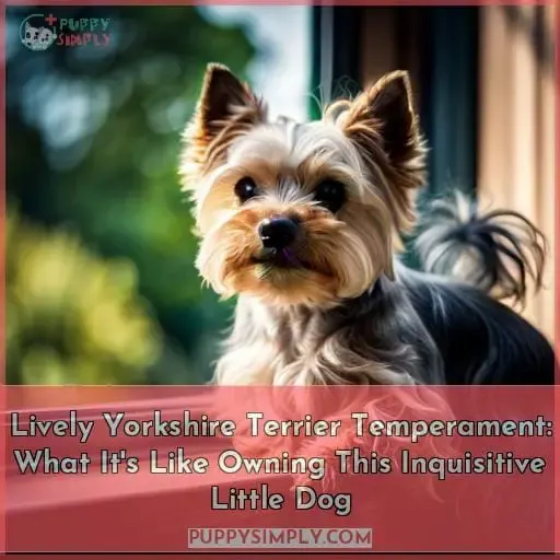 yorkshire terrier temperament whats it like owning one