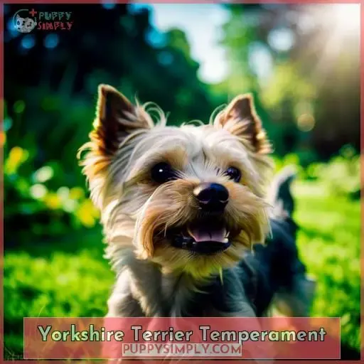 Yorkshire Terrier Temperament
