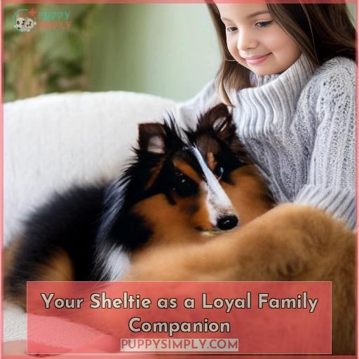 Your Sheltie as a Loyal Family Companion