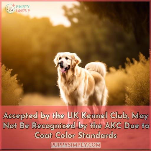 Accepted by the UK Kennel Club, May Not Be Recognized by the AKC Due to Coat Color Standards