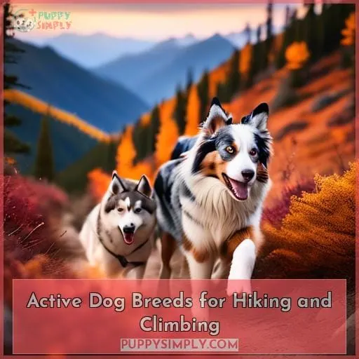 Active Dog Breeds for Hiking and Climbing