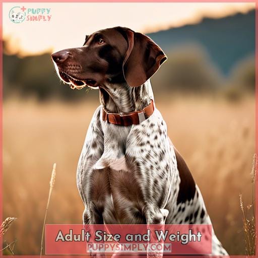 Adult Size and Weight Adult Size and Weight