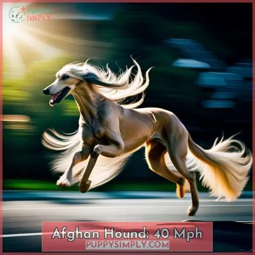 Afghan Hound: 40 Mph