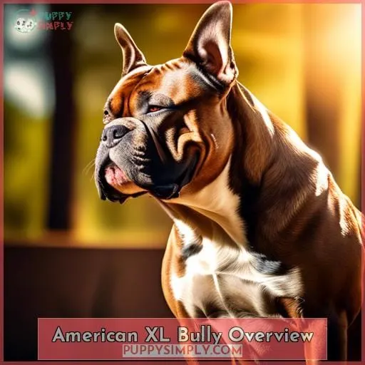 American XL Bully Overview