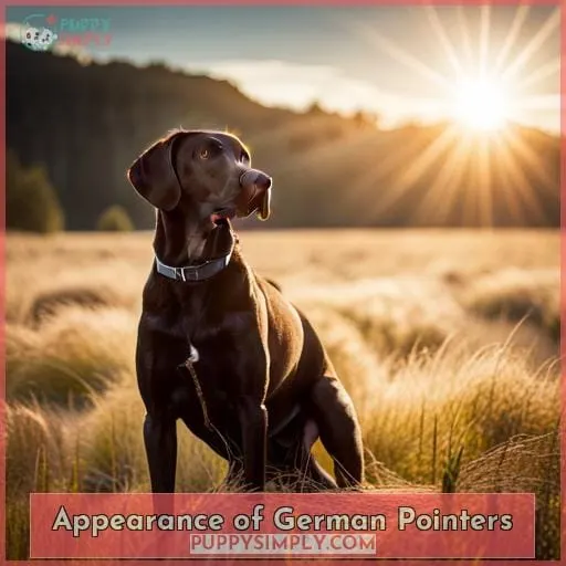 Appearance of German Pointers