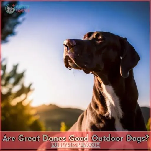 Are Great Danes Good Outdoor Dogs
