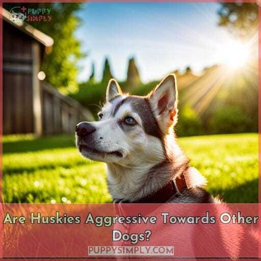 Are Huskies Aggressive Towards Other Dogs Are Huskies Aggressive Towards Other Dogs