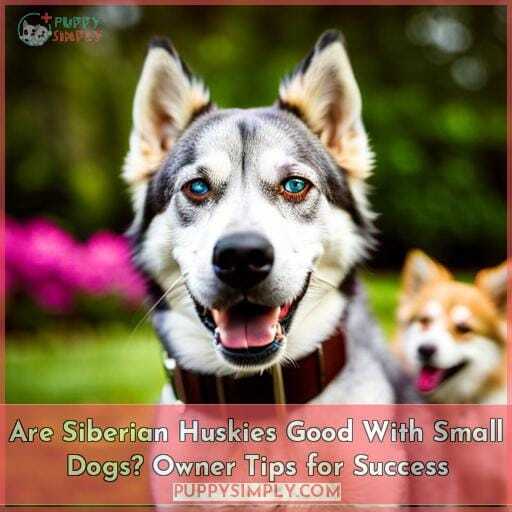 are huskies good with other dogs what about small dogs are huskies good with other dogs what about small dogs