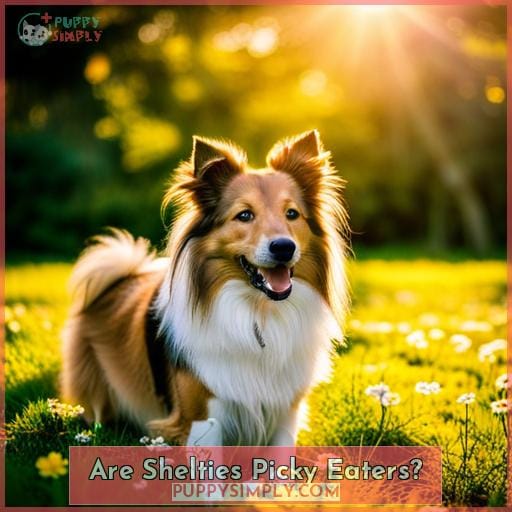Are Shelties Picky Eaters Are Shelties Picky Eaters