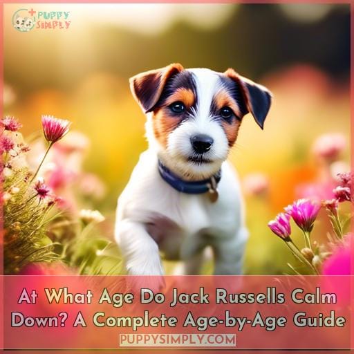 at what age do jack russells calm down